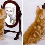 cat mirror looking into mirror